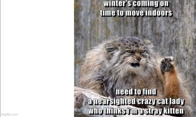 time for winter | image tagged in fatcat | made w/ Imgflip meme maker