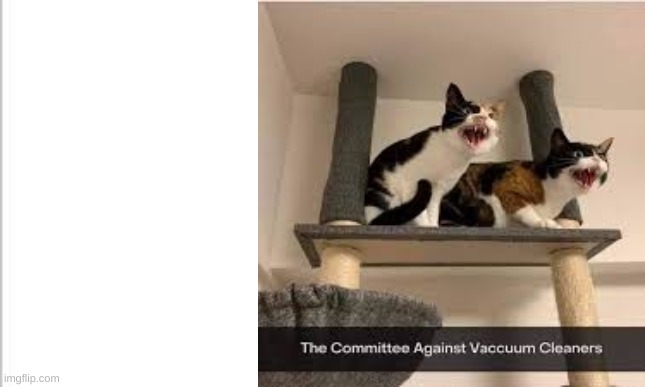 NO MORE VACUUMS! | image tagged in twocats,hissing,cats | made w/ Imgflip meme maker