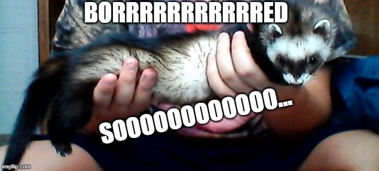 long ferret | BORRRRRRRRRRRED; SOOOOOOOOOOOO... | image tagged in long ferret | made w/ Imgflip meme maker