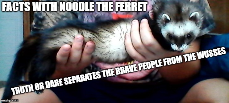 long ferret | FACTS WITH NOODLE THE FERRET; TRUTH OR DARE SEPARATES THE BRAVE PEOPLE FROM THE WUSSES | image tagged in long ferret | made w/ Imgflip meme maker