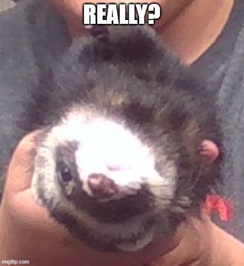 upside down ferret | REALLY? | image tagged in upside down ferret | made w/ Imgflip meme maker