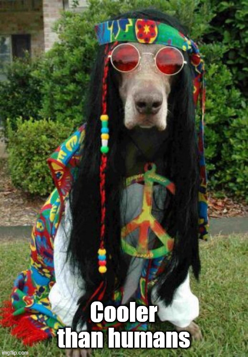 Hippie dog  | Cooler than humans | image tagged in hippie dog | made w/ Imgflip meme maker