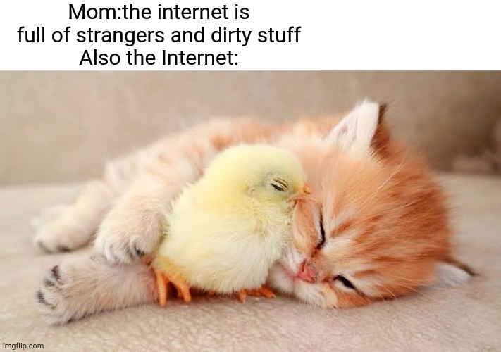 My mother xdddd | Mom:the internet is full of strangers and dirty stuff
Also the Internet: | image tagged in cuteness overload,memes,mom,first day on the internet kid,internet,cat | made w/ Imgflip meme maker