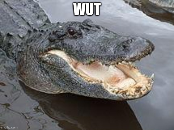 Alligator Wut | WUT | image tagged in alligator wut | made w/ Imgflip meme maker