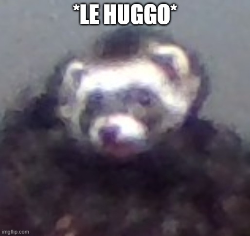 zach's ferret | *LE HUGGO* | image tagged in zach's ferret | made w/ Imgflip meme maker