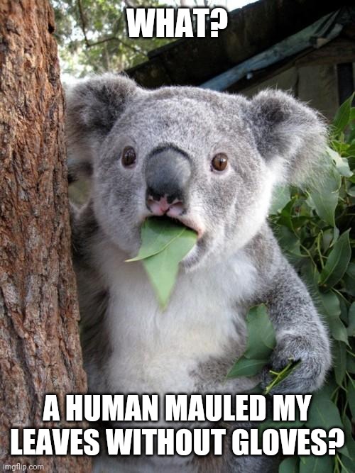 Surprised Koala | WHAT? A HUMAN MAULED MY LEAVES WITHOUT GLOVES? | image tagged in memes,surprised koala | made w/ Imgflip meme maker