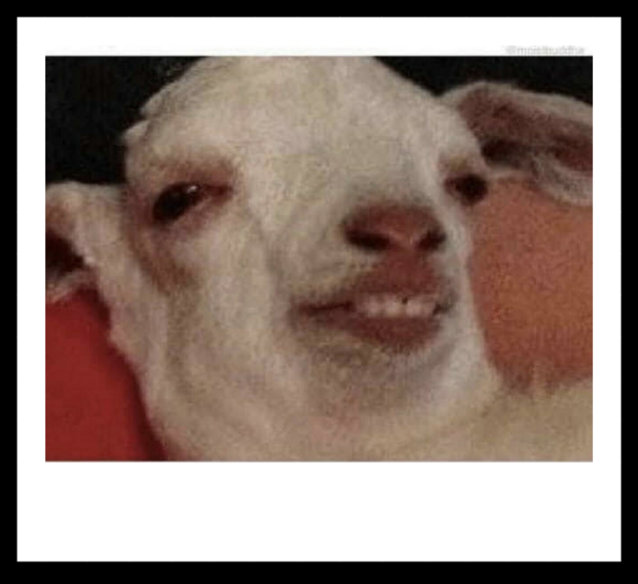 Stoned Goat Blank Template Imgflip