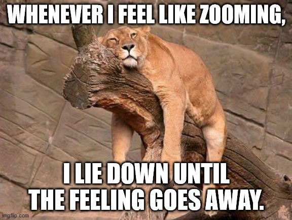 Feel like Zooming? | WHENEVER I FEEL LIKE ZOOMING, I LIE DOWN UNTIL THE FEELING GOES AWAY. | image tagged in sleeping lion | made w/ Imgflip meme maker