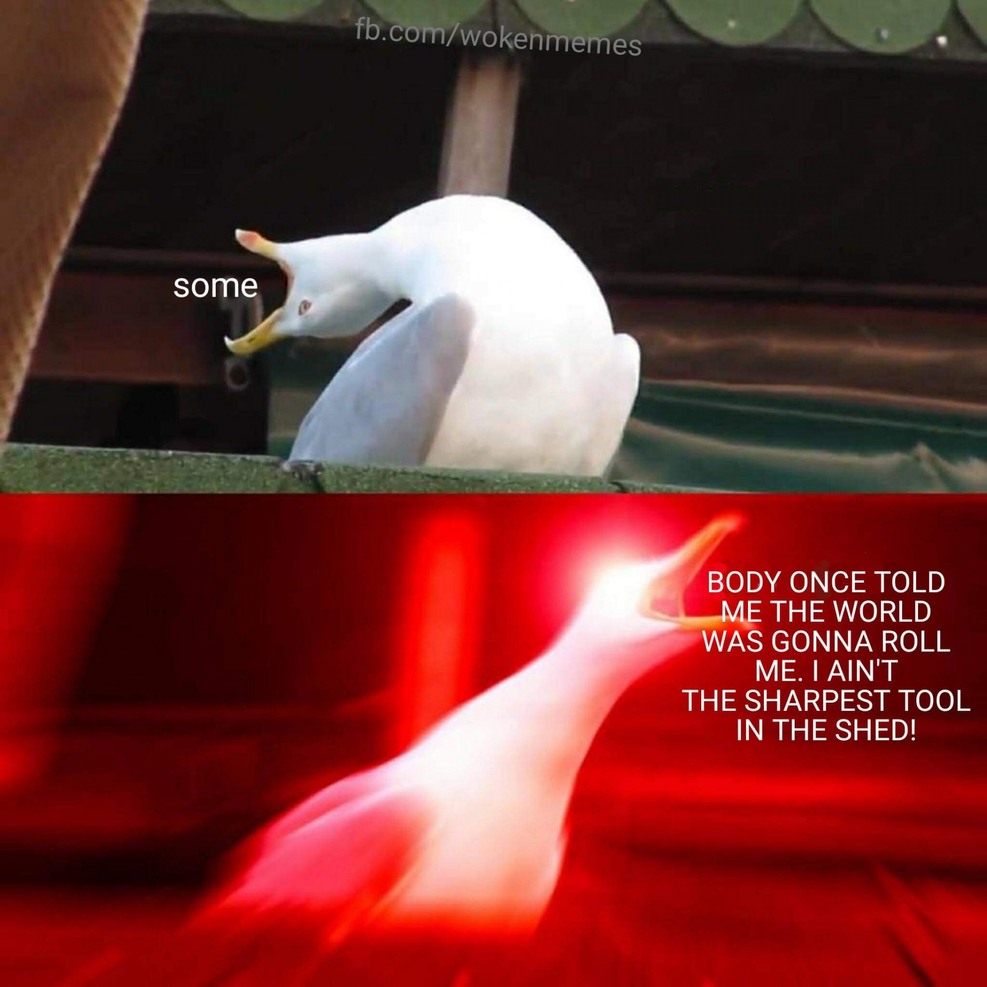 random seagull Blank Meme Template