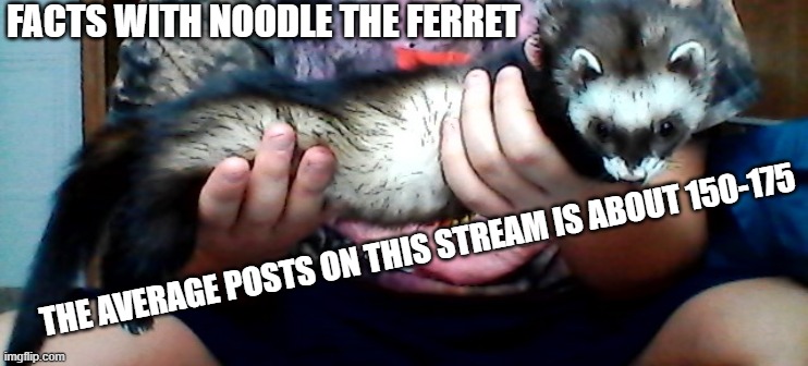 long ferret | FACTS WITH NOODLE THE FERRET; THE AVERAGE POSTS ON THIS STREAM IS ABOUT 150-175 | image tagged in long ferret | made w/ Imgflip meme maker