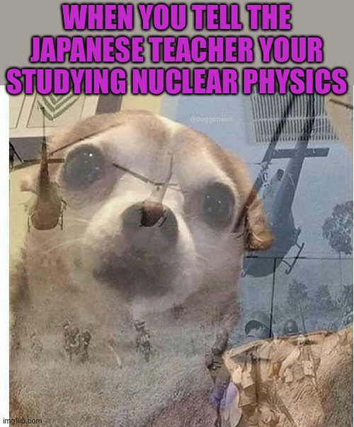 Get this to 42,069 views and I will have a Face Reveal | WHEN YOU TELL THE JAPANESE TEACHER YOUR STUDYING NUCLEAR PHYSICS | image tagged in ptsd chihuahua | made w/ Imgflip meme maker