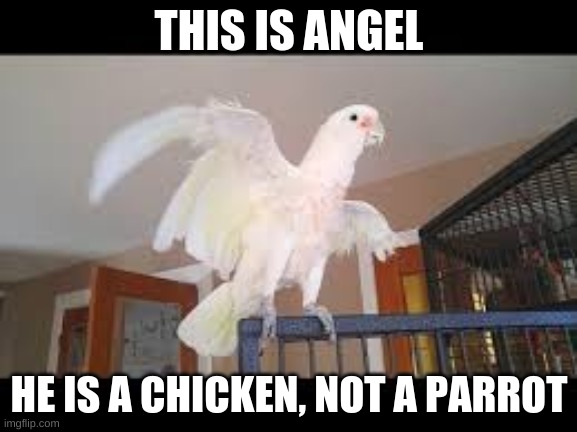Birb | THIS IS ANGEL; HE IS A CHICKEN, NOT A PARROT | image tagged in nerdecrafter | made w/ Imgflip meme maker