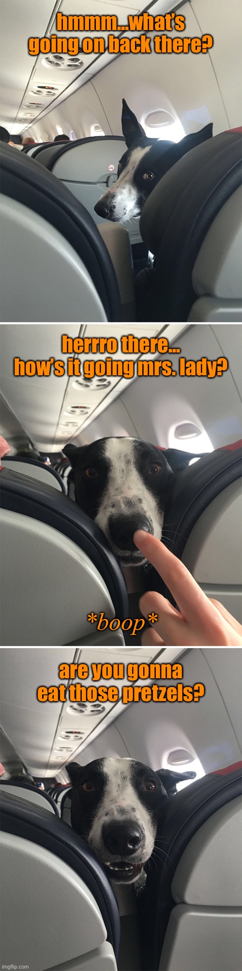 I Can Haz a Snack? | hmmm...what’s going on back there? herrro there...
how’s it going mrs. lady? *boop*; are you gonna eat those pretzels? | image tagged in funny memes,dogs | made w/ Imgflip meme maker