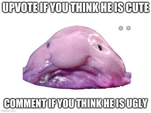 Is this Ugly or Cute.... | UPVOTE IF YOU THINK HE IS CUTE; COMMENT IF YOU THINK HE IS UGLY | image tagged in ugly blobfish,ugly or cute | made w/ Imgflip meme maker