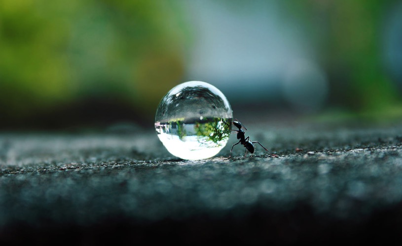 The Ants Dream. Photo credit: Rakesh Rocky | image tagged in awesome,pics,photography | made w/ Imgflip meme maker