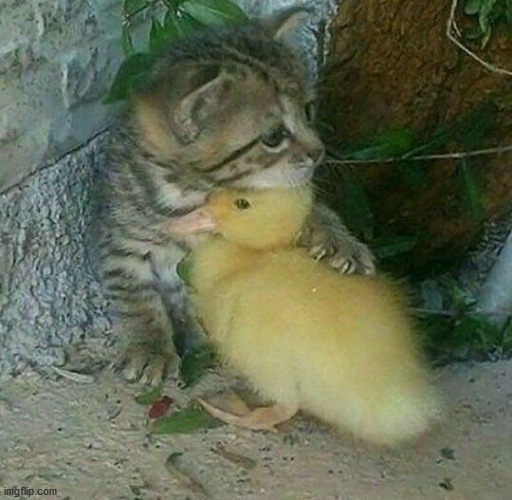 Cat Saves Duck | image tagged in cat saves duck | made w/ Imgflip meme maker