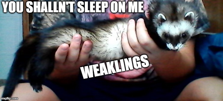 long ferret | YOU SHALLN'T SLEEP ON ME; WEAKLINGS | image tagged in long ferret | made w/ Imgflip meme maker