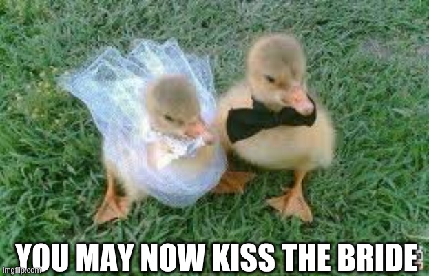 where would they have their honeymoon lol | YOU MAY NOW KISS THE BRIDE | image tagged in ducks,cute | made w/ Imgflip meme maker