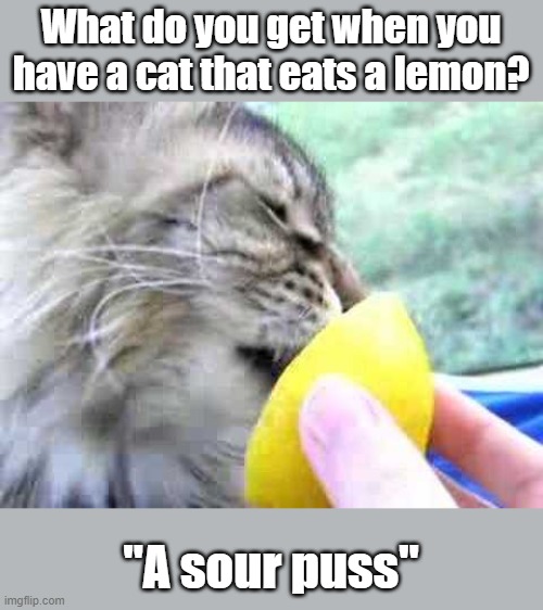 A sour puss | What do you get when you have a cat that eats a lemon? "A sour puss" | image tagged in cute cat | made w/ Imgflip meme maker