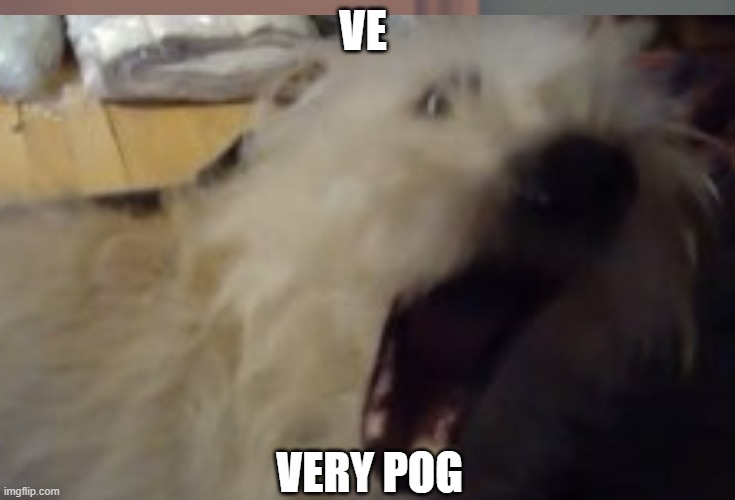 My dog thinks ur pog | VE; VERY POG | image tagged in dogs,pog | made w/ Imgflip meme maker