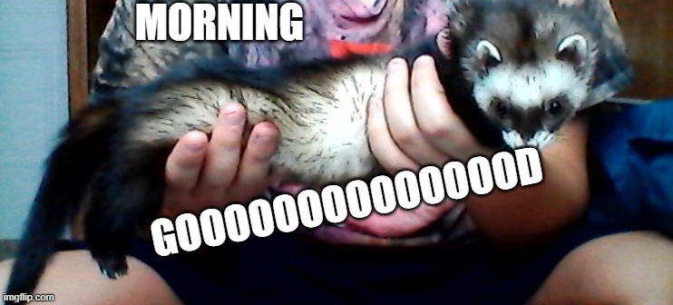 long ferret | MORNING; GOOOOOOOOOOOOOOD | image tagged in long ferret | made w/ Imgflip meme maker