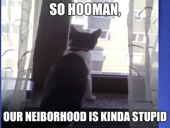 My cat is smart,she already knows | SO HOOMAN, OUR NEIBORHOOD IS KINDA STUPID | image tagged in cat | made w/ Imgflip meme maker