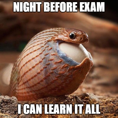 Night before exam | NIGHT BEFORE EXAM; I CAN LEARN IT ALL | image tagged in snake eating egg | made w/ Imgflip meme maker