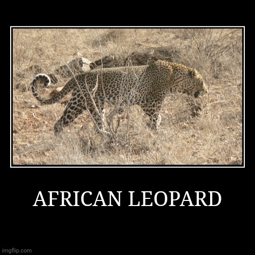 African Leopard | image tagged in demotivationals,leopard | made w/ Imgflip demotivational maker