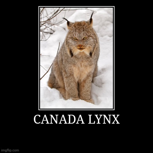 Canada Lynx | image tagged in demotivationals,lynx | made w/ Imgflip demotivational maker