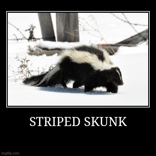 Striped Skunk | image tagged in demotivationals,skunk | made w/ Imgflip demotivational maker