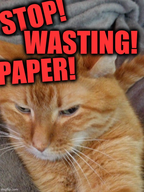 Judgy Orange Cat | STOP! PAPER! WASTING! | image tagged in judgy orange cat | made w/ Imgflip meme maker