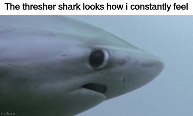 The thresher shark looks how i constantly feel | image tagged in memes,funny | made w/ Imgflip meme maker