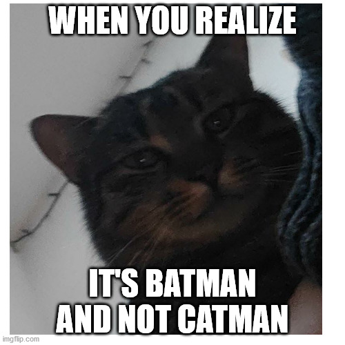 catman | WHEN YOU REALIZE; IT'S BATMAN
AND NOT CATMAN | image tagged in cat | made w/ Imgflip meme maker