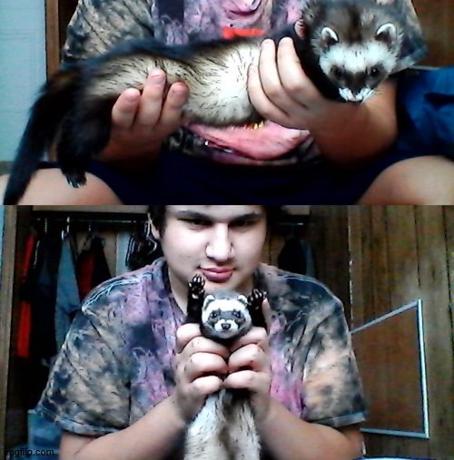 image tagged in long ferret | made w/ Imgflip meme maker