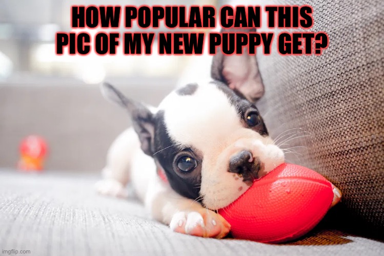 Can this pic of my puppy get popular? | HOW POPULAR CAN THIS PIC OF MY NEW PUPPY GET? | image tagged in cute puppies | made w/ Imgflip meme maker
