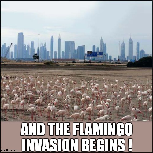 Evil Flamingos On The March ! | AND THE FLAMINGO INVASION BEGINS ! | image tagged in fun,flamingo,invasion | made w/ Imgflip meme maker
