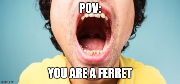 POV: YOU ARE A FERRET | made w/ Imgflip meme maker