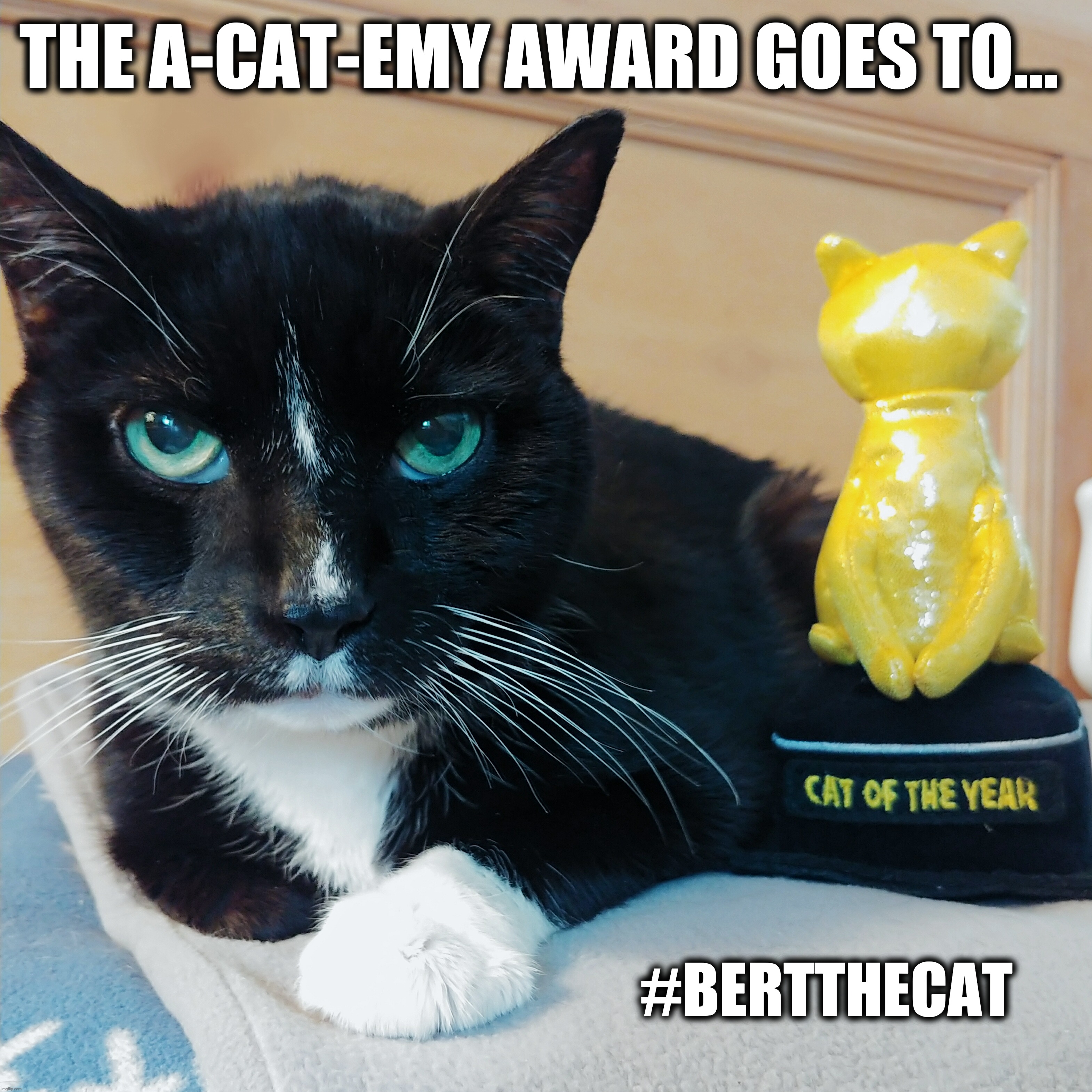 Cat Award |  THE A-CAT-EMY AWARD GOES TO... #BERTTHECAT | image tagged in academy awards,cat,funny,memes,cats,awards | made w/ Imgflip meme maker