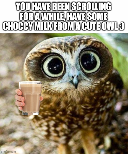 Yo have some choccy milk | YOU HAVE BEEN SCROLLING FOR A WHILE, HAVE SOME CHOCCY MILK FROM A CUTE OWL :) | image tagged in cute,owls,memes | made w/ Imgflip meme maker