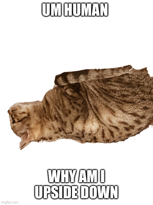 Leo | UM HUMAN; WHY AM I UPSIDE DOWN | image tagged in cats | made w/ Imgflip meme maker