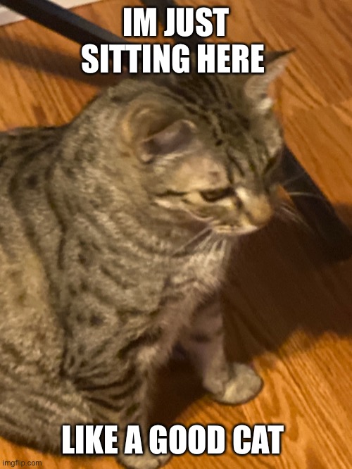 Cat | IM JUST SITTING HERE; LIKE A GOOD CAT | image tagged in cats | made w/ Imgflip meme maker