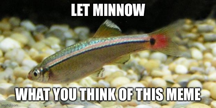 LOL | LET MINNOW; WHAT YOU THINK OF THIS MEME | image tagged in let minnow,puns,memes,eyeroll,fish,animals | made w/ Imgflip meme maker