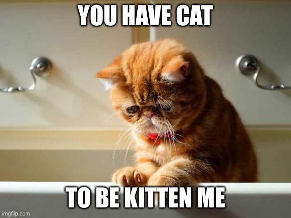 LOL | YOU HAVE CAT; TO BE KITTEN ME | image tagged in depressed cat,funny,memes,cats,animals,jokes | made w/ Imgflip meme maker
