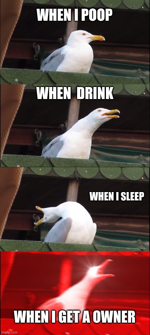 nerd | WHEN I POOP; WHEN  DRINK; WHEN I SLEEP; WHEN I GET A OWNER | image tagged in memes,inhaling seagull | made w/ Imgflip meme maker