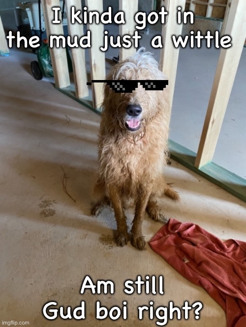 Naughty Boi | I kinda got in the mud just a wittle; Am still Gud boi right? | image tagged in cute puppy,doggo,funny memes | made w/ Imgflip meme maker