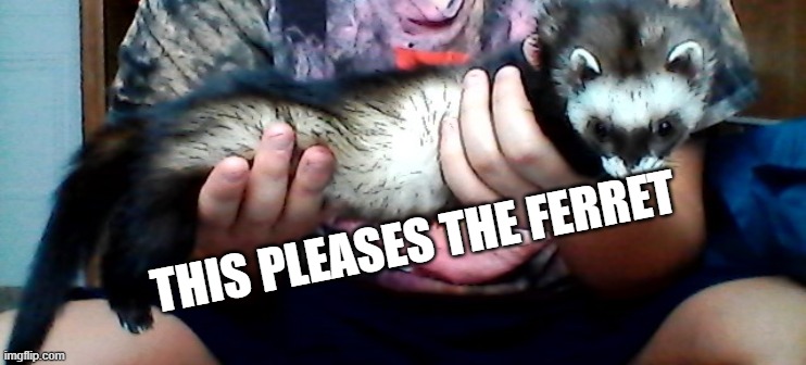 long ferret | THIS PLEASES THE FERRET | image tagged in long ferret | made w/ Imgflip meme maker
