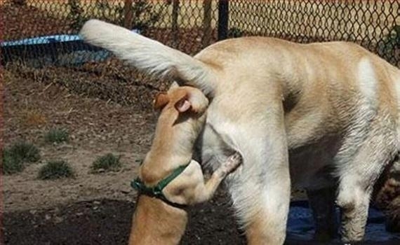 Little dog sniffing big dog's butt Blank Meme Template