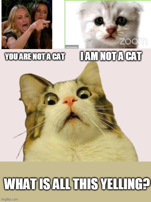 I AM NOT A CAT; YOU ARE NOT A CAT; WHAT IS ALL THIS YELLING? | image tagged in not a cat,memes,woman yelling at cat,say what | made w/ Imgflip meme maker