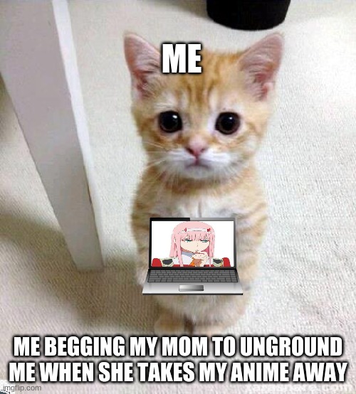 GIMME MY ANIME | ME; ME BEGGING MY MOM TO UNGROUND ME WHEN SHE TAKES MY ANIME AWAY | image tagged in memes,cute cat,anime,funny,not funny,begging | made w/ Imgflip meme maker