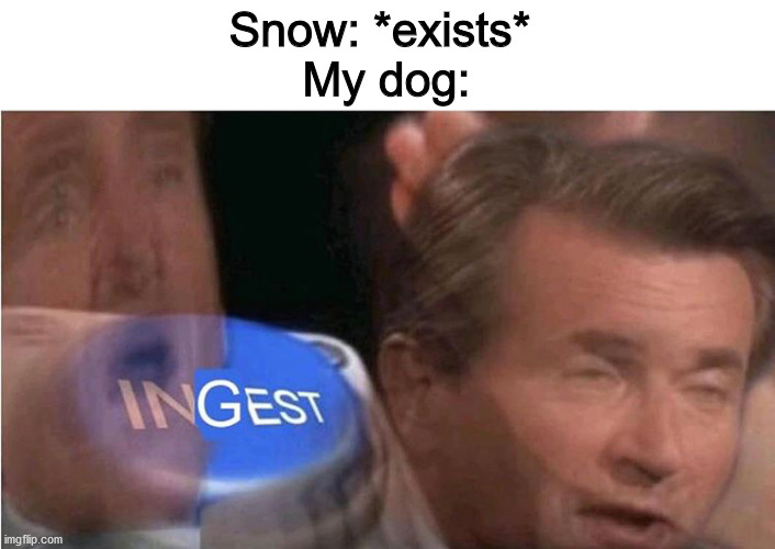 Snow: *exists* 
My dog: | image tagged in ingest,dogs,snow day | made w/ Imgflip meme maker
